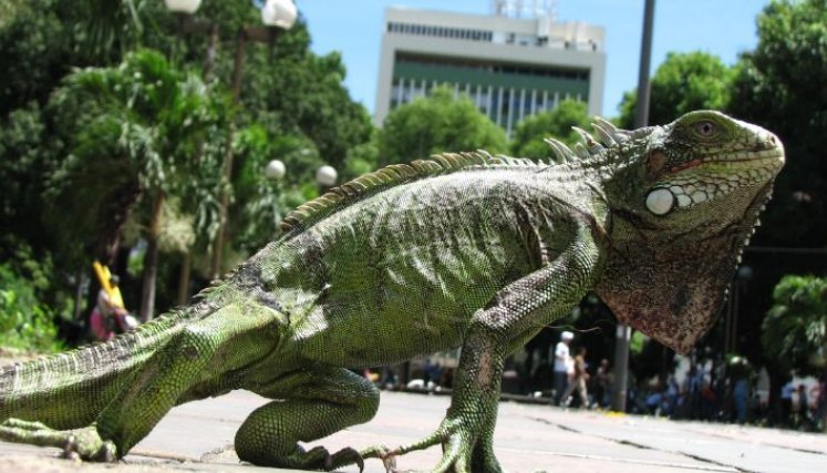 Iguanas como esta habitan en los árboles del parque Santander./Foto Obando/La Opinión