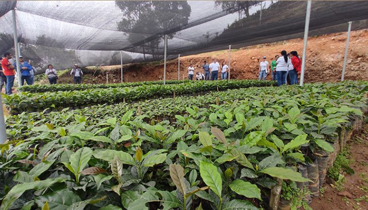 Los viveros de café, cacao y forestales representan la oportunidad de un agronegocio para familias de Sardinata. Foto Leonardo Oliveros/La Opinión