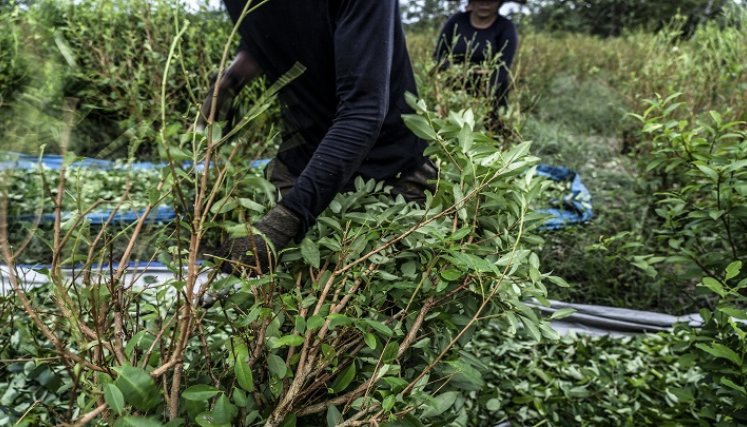 Crisis de los cocaleros en Colombia