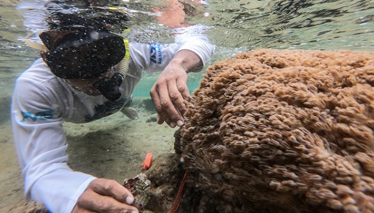 Coral Blando Venezuela 