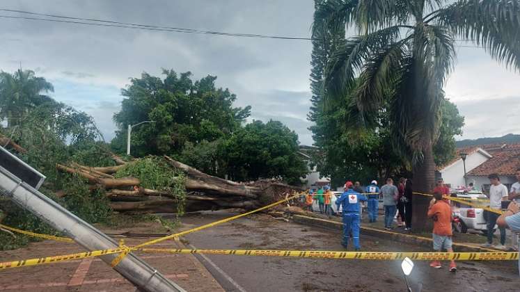 Se trató de la caída de un gigantesco árbol de ficus. Tres vehículos quedaron atrapados /Fotos La Opinión.