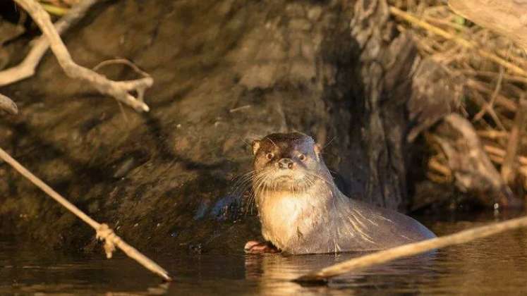 Gripe aviar se extiende por costas de Chile y mata a casi 9.000 especies