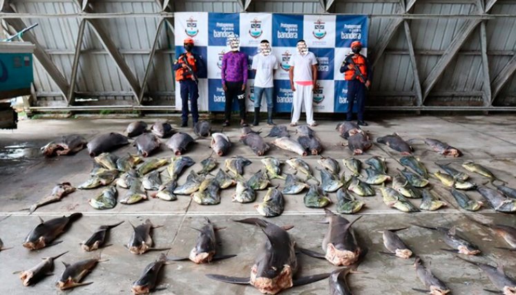 En 10 años autoridades han incautado más de 300 toneladas de pesca ilegal