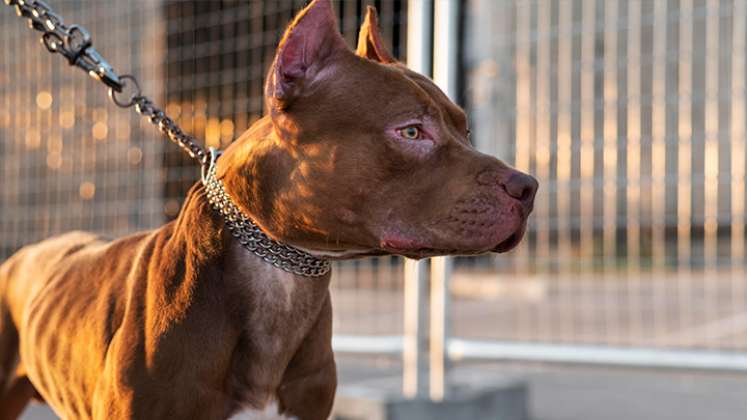 Los pitbulls no son perros ‘asesinos’