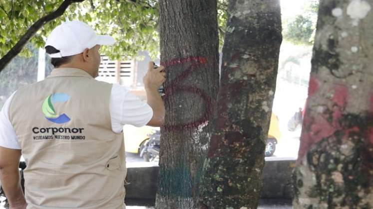 En Ocaña los árboles pasan a revisión fitosanitaria donde los expertos determinan si son talados. /Foto: Cortesía.