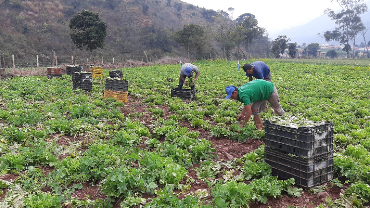 Agricultores venezolanos