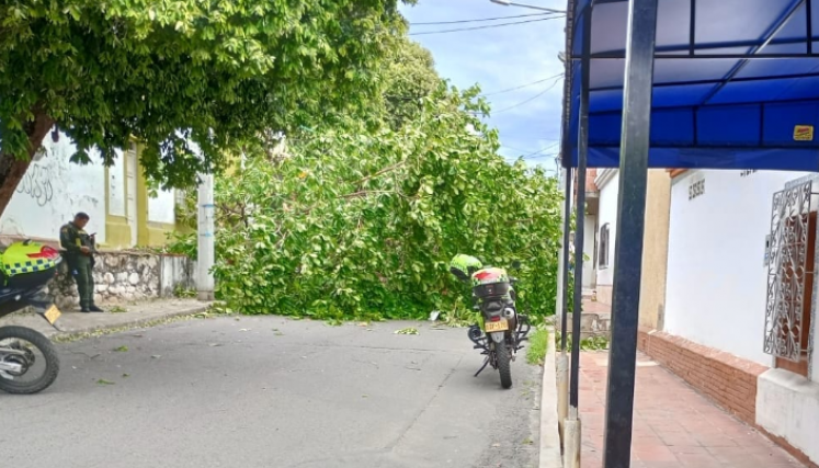 Arbol caido en El Contento
