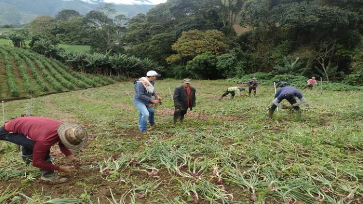 Gran impacto en el sector agropecuario causa el cierre de la carretera Ocaña-Cúcuta. /Foto:Cortesía.