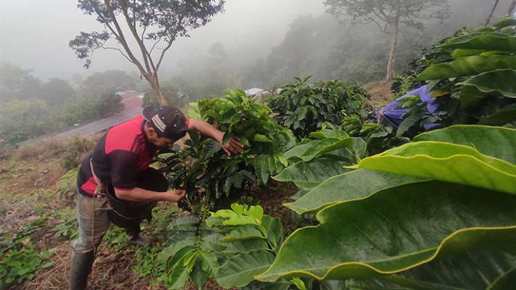 El año pasado, se contabilizaron 23.000 hectáreas sembradas de café y un promedio de productividad de 17,8 sacos por hectárea. Foto La Opinión