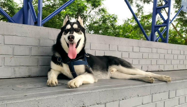 Cuidado con su perro, le  puede causar un golpe de calor  
