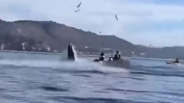 Video | Una ballena jorobada se tragó a dos turistas y luego los “escupió”