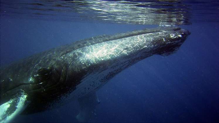 Ballena-jorobada. / Foto: Internet