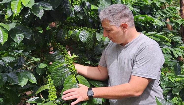 Monte Claro es una variedad genética de café, resistente y deliciosa. Fotos Anggy Polanco / La Opinión.