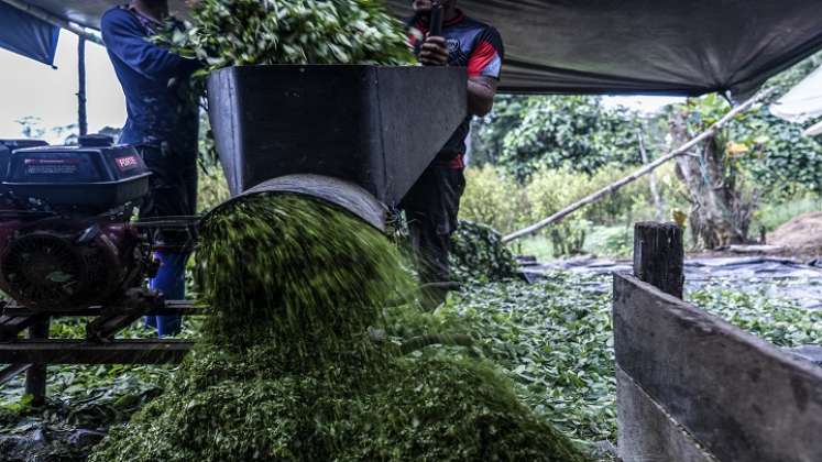 producción de coca en Colombia