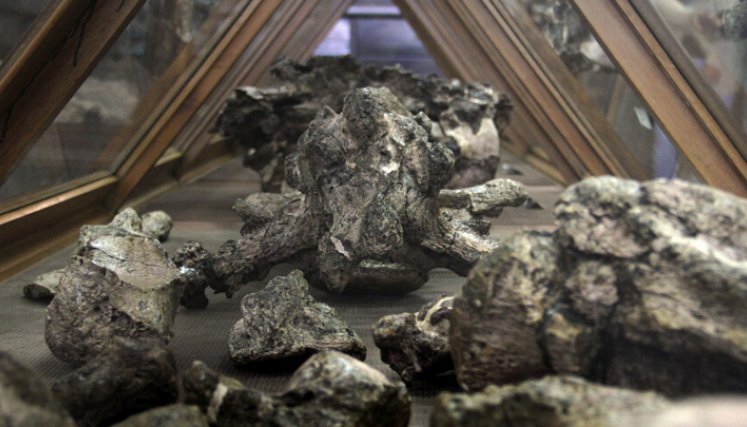 Hallan en Santander fósiles de las tortugas marinas más grandes que han existido