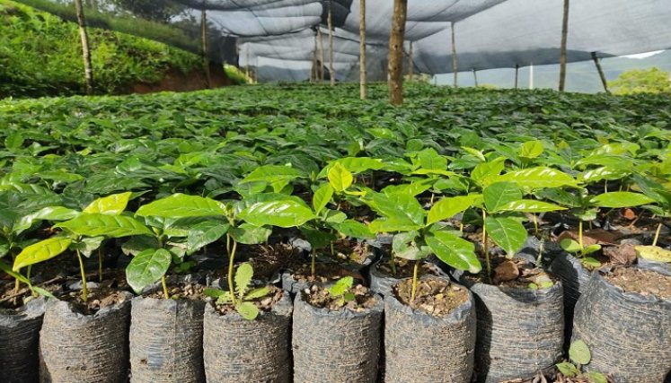 Las mujeres campesinas reforestan las cuencas hidrográficas de Ocaña./ Cortesía.