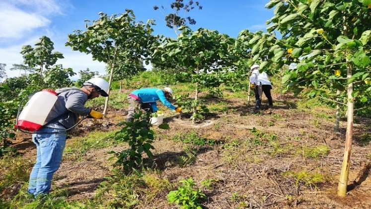 Las mujeres campesinas reforestan las cuencas hidrográficas de Ocaña./ Cortesía.