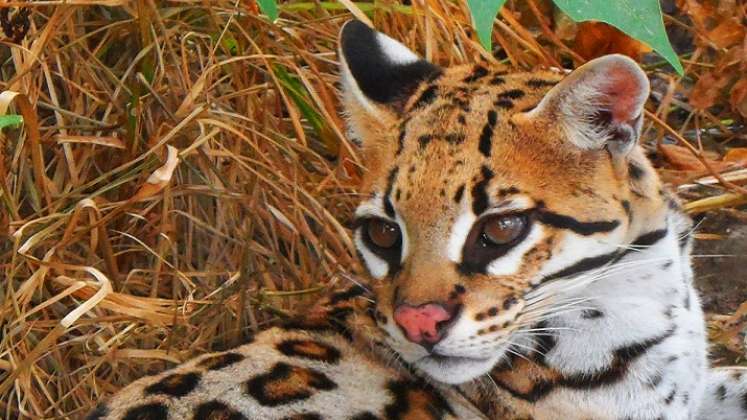 Los felinos tienen conflictos con algunas mascotas o animales de granja. 