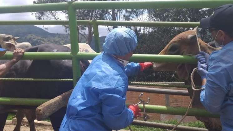 Ganaderos piden que se controle el contrabando de carne y el sacrificio clandestino/Foto archivo/La Opinión