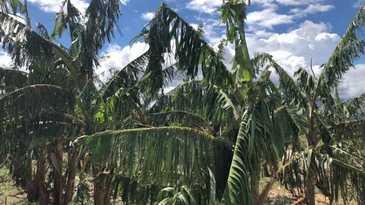 Grandes pérdidas económicas reportan los cultivadores de Ábrego/ Fotos: Cortesía.