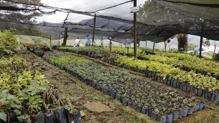 Buscan conservar las especies nativas de la zona. / Foto Cortesía