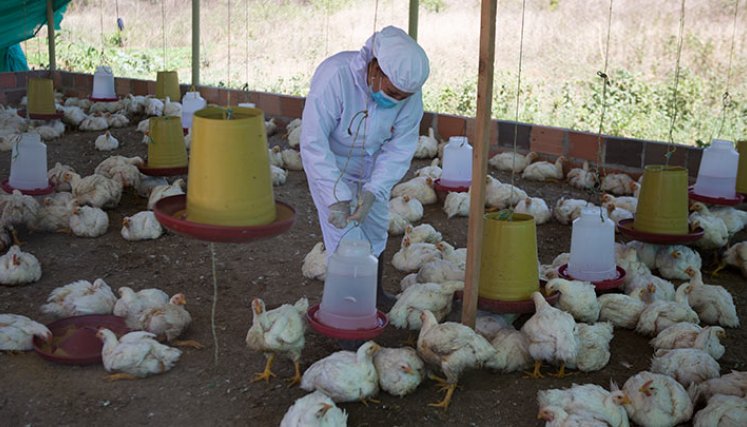 Las mujeres usan los implementes necesarios para evitar la contaminación del espacio de crianza de los pollos. /Fotos Juan Pablo Cohen/La Opinión