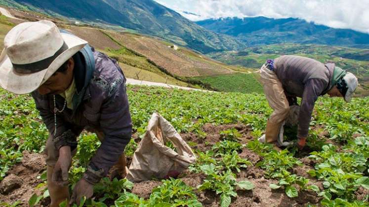 Los productores de la región deberán solicitar su póliza. /Foto Archivo