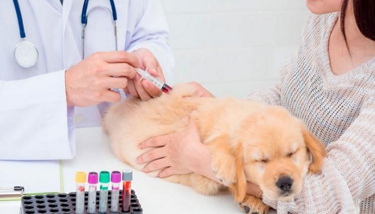 Al  momento de una enfermedad,una cirugía, donante canino debe estar completamente sano.