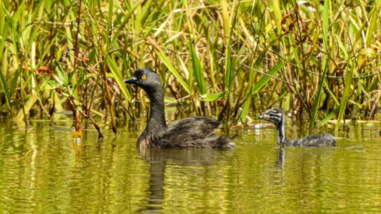 En Norte de Santander habitan alrededor de 100 especies de aves