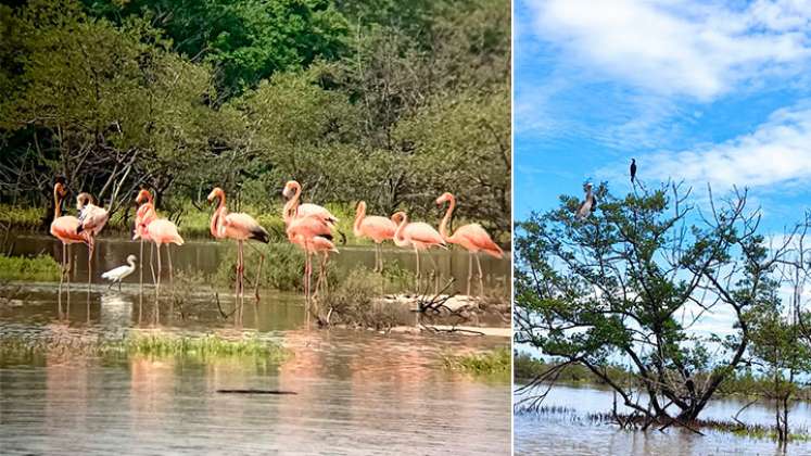 El Santuario de Fauna y Flora Los Flamencos, un parque nacional que está entre el Mar Caribe y el bosque seco de Riohacha, es una visita obligada.