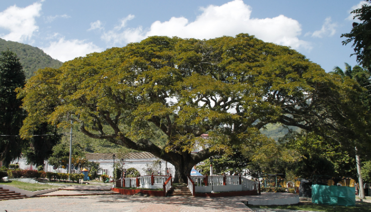 El Samán de Bochalema es el lugar perfecto para los enamorados que quieran reforzar su amor.