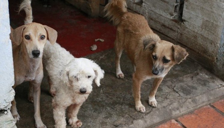 Centro de Bienestar Animal para Cúcuta no ha sido reglamentado