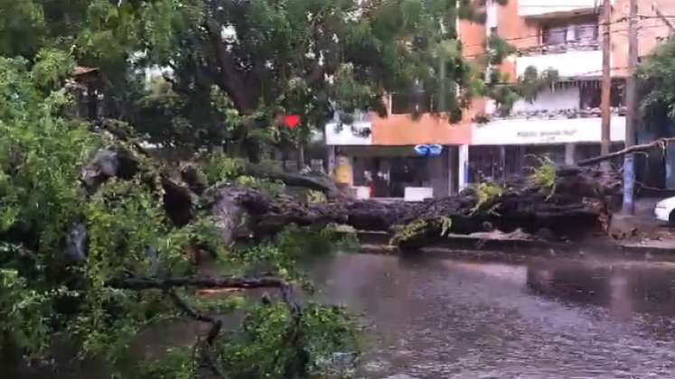 Árbol caído en la Avenida Cero.