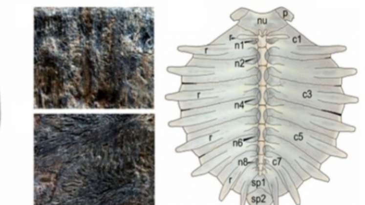 Fósil ‘Turtwig’ en Villa de Leyva: la planta que resultó ser una tortuga