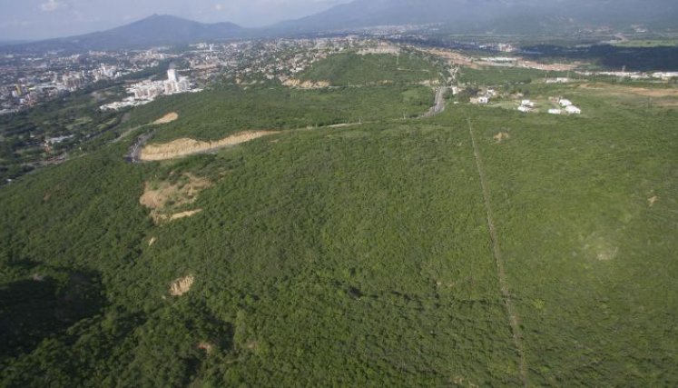 Bosque seco tropical, presente en Cúcuta en el predio donde Constructora Amarilo proyecta construir apartamentos/Foto archivo/La Opinión