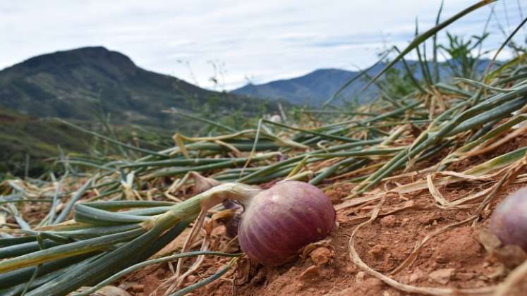 Los cebolleros de la zona del Catatumbo exponen sus necesidades más sentidas ante la dirigencia política y administrativa de Ocaña./ Foto cortesía