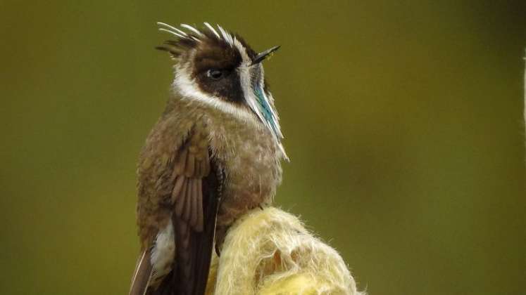 Los barbuditos de Páramo son especies endémicas (limitadas a un ámbito geográfico) que solo habitan en la Cordillera Oriental, desde Cundinamarca hasta Norte de Santander.