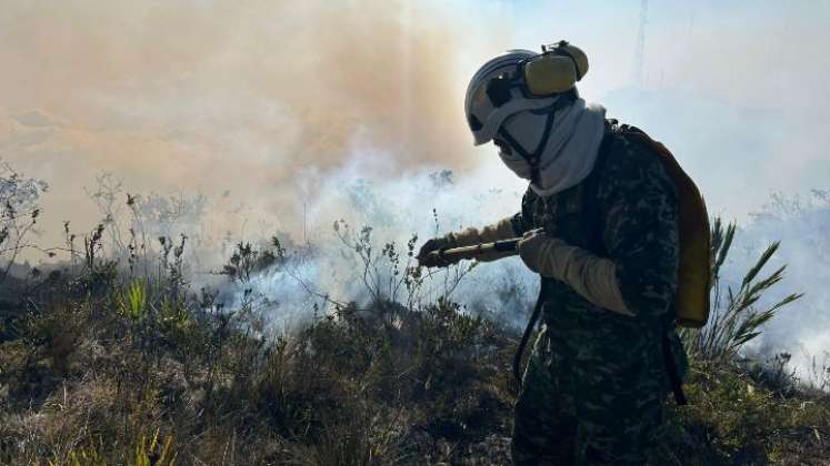 A raíz del incendio en el Páramo de Berlín, se quemaron cientos de frailejones, especie emblemática de hábitats andinos./ Fotos: Cortesía