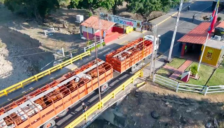 Las autoridades sanitarias de Colombia certificaron la exportación de 203 bovinos de reproducción. / Foto: Cortesía