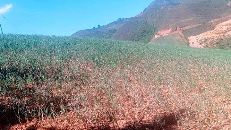 En La Playa de Belén, una fuerte helada acabó totalmente con los cultivos de cebolla./Foto Cortesía