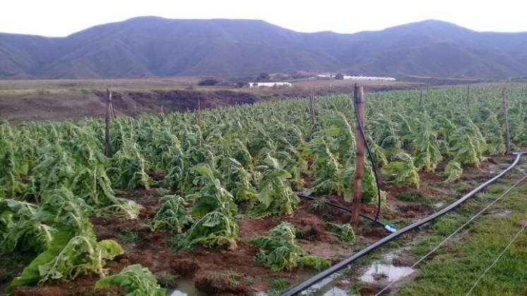 La crisis alimentaria en los campos de la zona del Catatumbo se puede mitigar con energías limpias./ Foto: Cortesía.