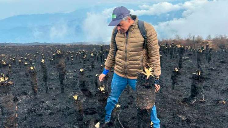 Los frailejones sobrevivieron al fuego, expertos dan esperanza de recuperación