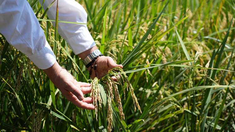 El Niño se la pone difícil a los arroceros de Norte de Santander