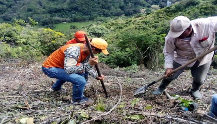 Cultivos de pan coger se están muriendo por la falta de agua./ Foto cortesía