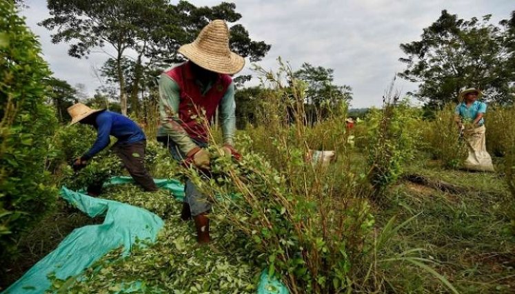 En Norte de Santander se concentra el 18% del total de los cultivos ilícitos en Colombia.