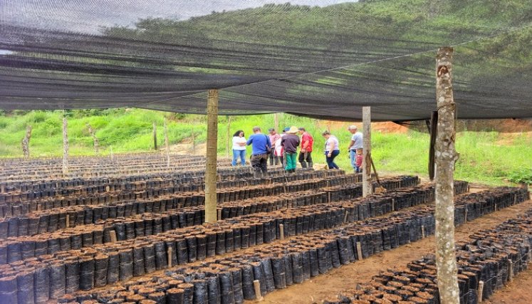 En Norte de Santander se concentra el 18% del total de los cultivos ilícitos en Colombia.