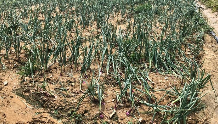 La ausencia de las lluvias han producido la resequedad de los terrenos./ Foto cortesía