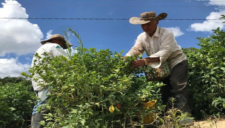 Cultivos de pan coger se están muriendo por la falta de agua./ Foto cortesía