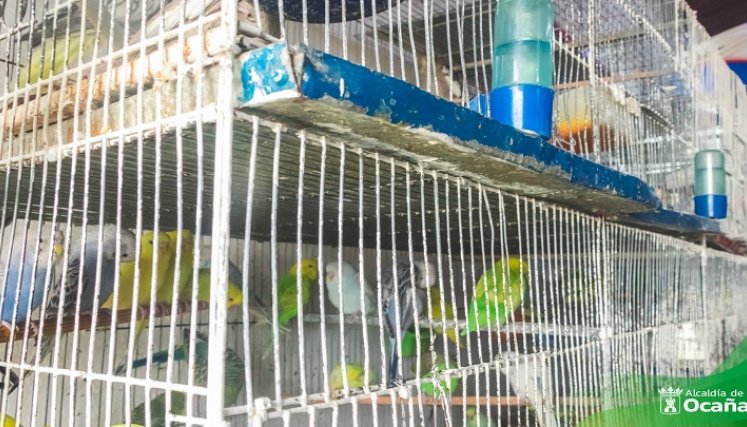 Los operativos se seguirán realizando en el municipio de Ocaña y vías por donde se comercializan los animales./ Foto: Cortesía / La Opinión 
