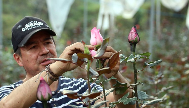 Dickson Villamizar es uno de los promotores de este tipo de cultivos. 